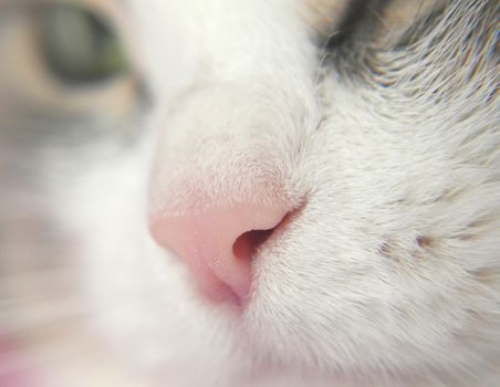 Cat's nose