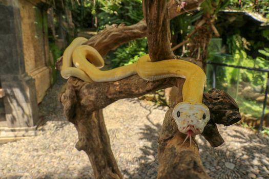 Adult individual snake strangler on dry branch. Close up of a yellow snake boa wrapped around a tree branch and looking arround. Curious python albino. Close-up Head of Reptile on Bali, Indonesia.