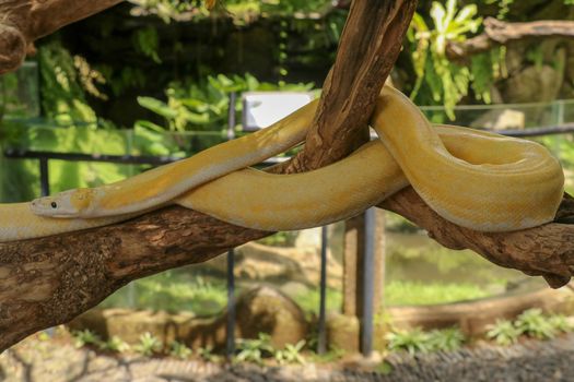 Adult individual snake strangler on dry branch. Close up of a yellow snake boa wrapped around a tree branch and looking arround. Curious python albino. Close-up Head of Reptile on Bali, Indonesia.