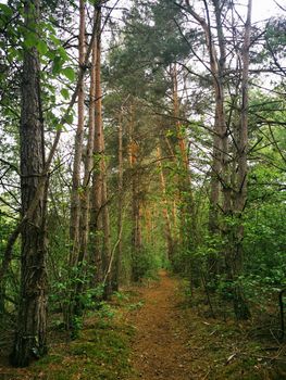 Fantastic forest paths through the nature reserve Pfrunger-Burgweiler Ried