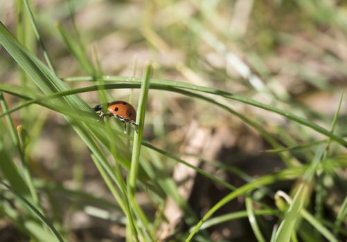Close up macro of ladybug ladybird, ladybeetle on green blades of spring grass, selective focus, copy space