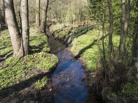 winding forest brook, blue water stream with white wood anemone flowers ,green grass and trees in sun light. Early pring background