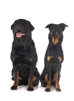 beauceron and rottweiler