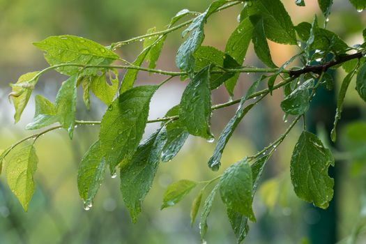 green plum leaves after rain in summer garden