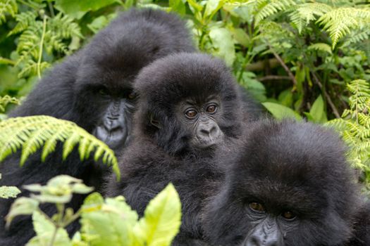 Three Gorillas