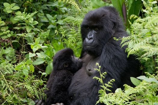 Mother and suckling baby Gorillas