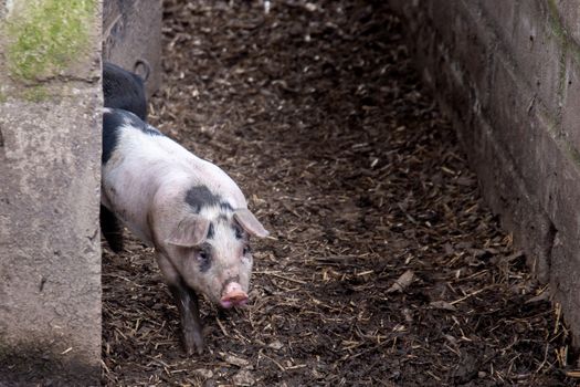 Saddleback piglet in a pigsty on a farm