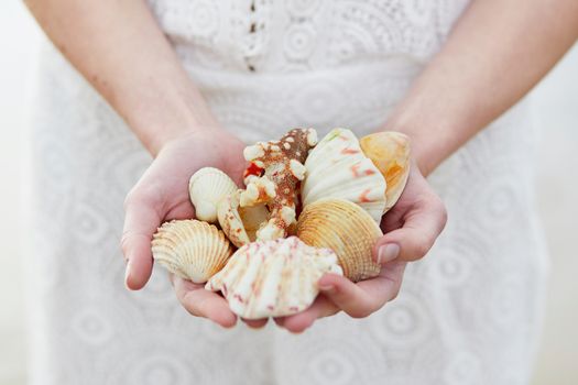 handful of beautiful sea shells and corals