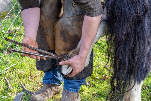 Farrier working on the hooves of a Shetland Pony