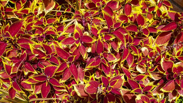 Shrub of red and yellow leaves.