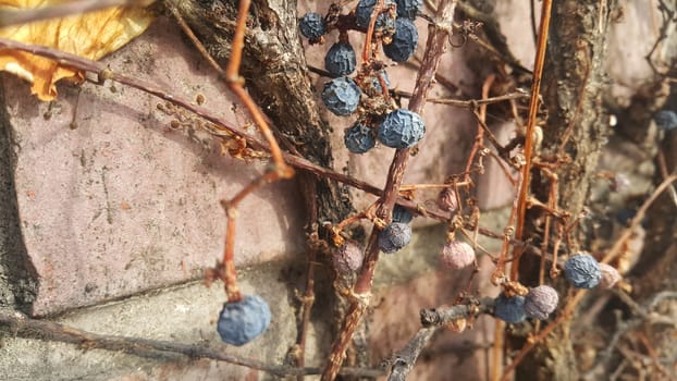 Closeup view of Black mountain ash berries