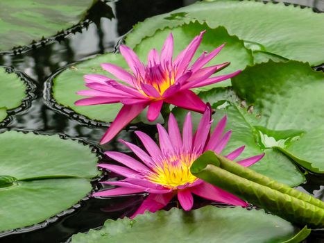 Pink and yellow waterlily flowers