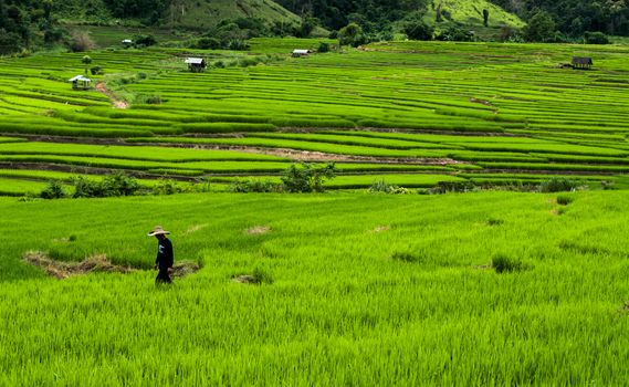 Farmer spraying pesticide on Terrace rice fields