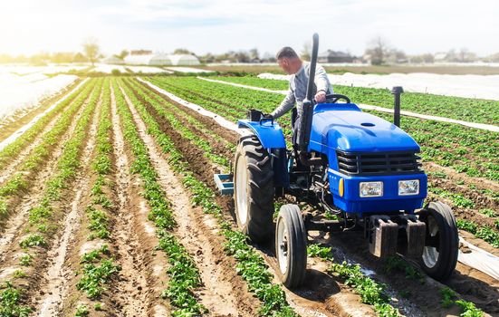 Farmer tillage cultivates a field plantation of young Riviera potatoes. Fertilizer with nitrate and plowing soil for further irrigation irrigation. Weed removal and improved air access to plant roots.