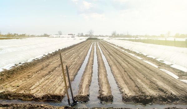 Watering rows of carrot plantations in an open way. Heavy copious irrigation after sowing seeds. Moisturize soil and stimulate growth. Agriculture agribusiness, farmland. New farming planting season.