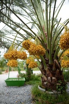 Date palm yellow fruit