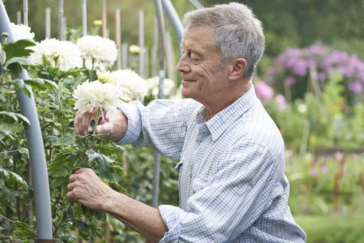 Senior Man Cultivating Flowers In Garden