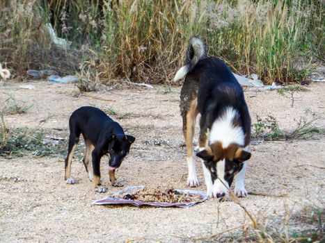 A group of stray dog eat junk food or food pellet from kindness 