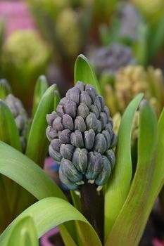Multiflora Hyacinth Blue