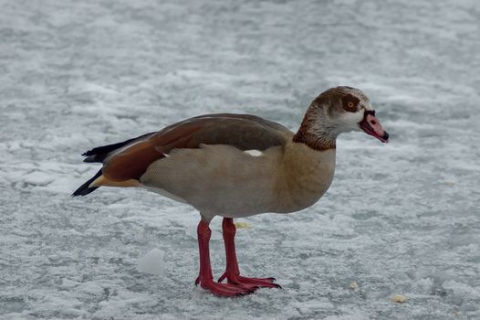 Egyptian goose on the surface of a frozen lake in winter