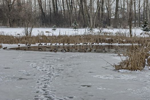 Different ducks on the surface of a frozen lake in winter