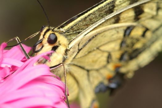 Beige butterfly on a pink flower, close-up, eyes and butterfly proboscis