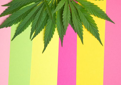 green leaves of hemp on a colorful background