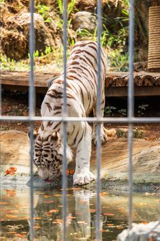 White Tiger eating water in cage