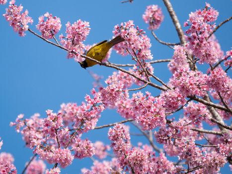 birds againsts on clear sky on tree