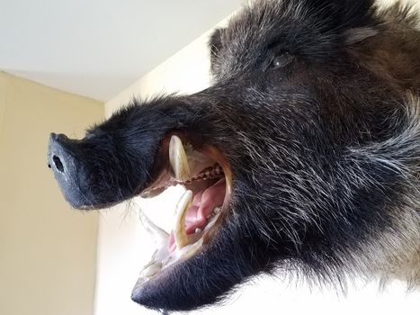 wild boar or pig head mounted on wall