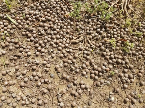 numerous acorns in the dirt
