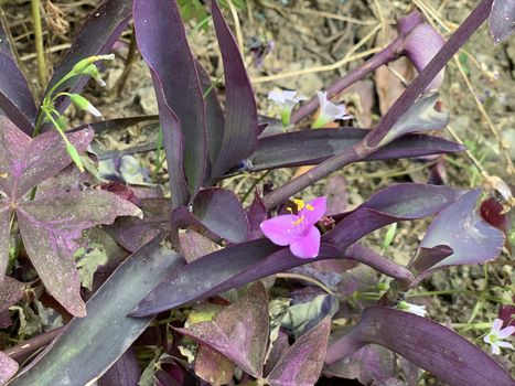 purple plant with pink flower