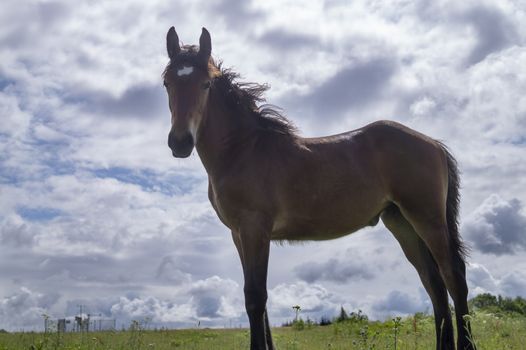 Low angle of a horse with mane and tail blowing