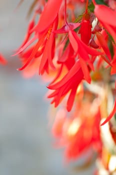 Red flower shot over blurred background