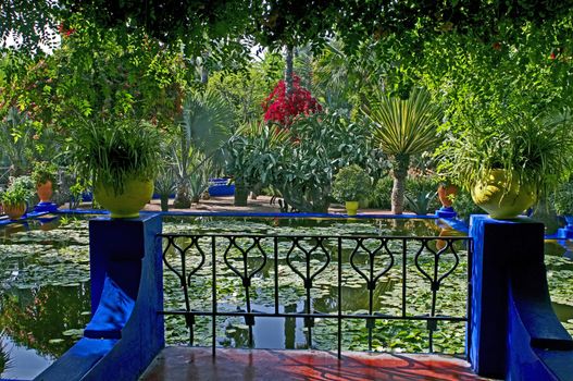 The view of a garden  in Marrakech with palms and waterlillies