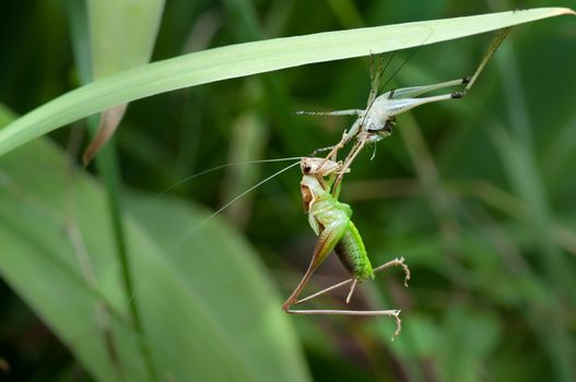 bush-cricket metamorphosis