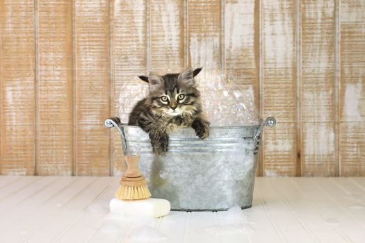Kitten in a Bathtub With Bubbles