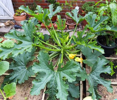 A huge courgette (cucurbita pepo) plant with green fruits and bl