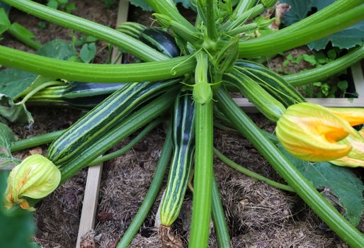 A huge courgette (cucurbita pepo) plant with green fruits and bl