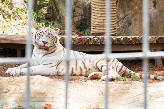 White Tiger sleeping in cage