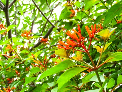Orange Trumpet, Flame Flower and green leaves in the garden