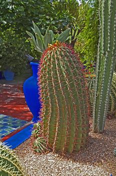 A view of a garden in Marrakech with  large colorful cactus