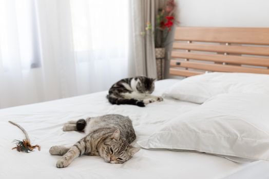 Two lovely cats sleep on cozy white bed in modern  bedroom interior