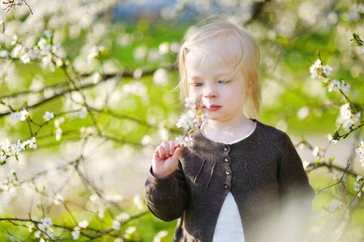 Adorable toddler girl in blooming cherry garden