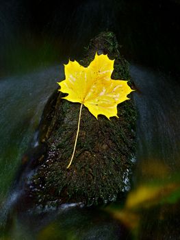 The yellow broken leaf from maple tree on basalt stone 