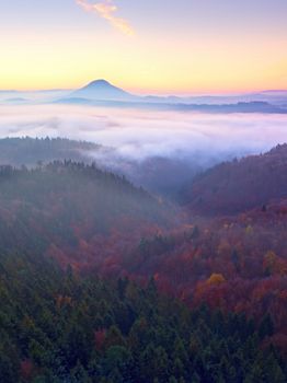 Marvelous daybreak above valley full of colorful mist. Peaks of high trees 