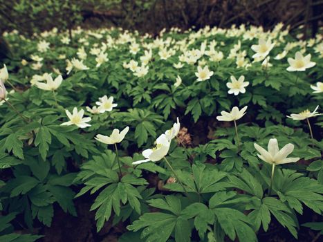 Meadow full of wood anemones in blossom, view close up to ground. Flowering anemone nemorosa