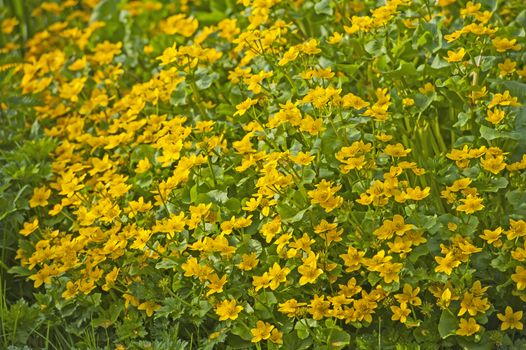 Marsh marigold plant with yellow flowers
