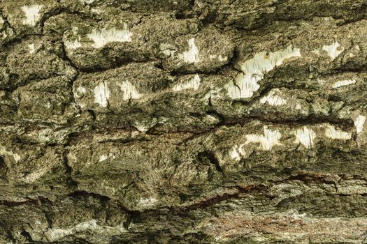the bark of birch tree texture
