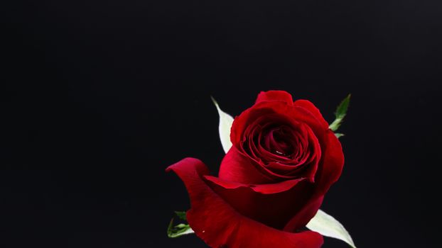 Pretty Dark red rose on black background